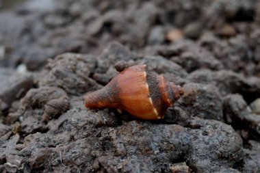 Juhu Chowpatty Beach Mumbai A close-up shot of a seashell lying on a sandy or muddy surface clipart