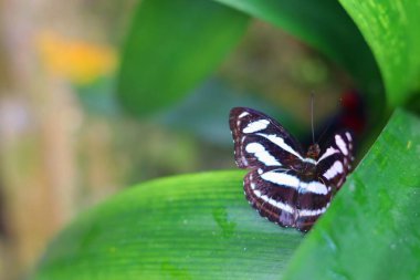 Kalın çizgili siyah beyaz bir kelebek yeşil bir yaprağın üzerinde duruyor. Kelebeğin işaretleri ve canlı yeşil yapraklar arasındaki zıtlık görsel olarak çarpıcıdır..