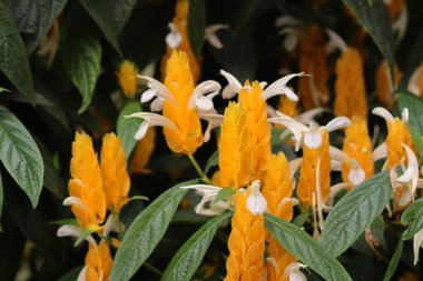 Yeşil yapraklarla çevrili sarı ve beyaz karides (Pachystachys lutea) kümesi. Çiçekler canlı ve daha karanlık arka planda göze çarpıyor..