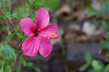 Yeşillik ve taşların bulanık arka planına kurulmuş canlı pembe bir amber çiçeğinin yakın çekimi. Hassas taç yaprakları ve kekemeliği keskin bir şekilde odaklanmış..