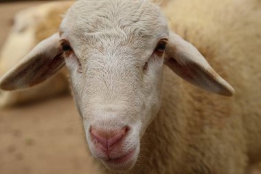 Yumuşak, tüylü ve pembe burunlu şirin bir koyunun yakın çekimi. Meraklı ifadesi ve doğrudan bakışı sıcak ve doğal bir bağ yaratır..