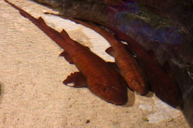 İki hemşire köpekbalığı bir akvaryumun kumlu tabanında yatıyor, bir kaya tarafından kısmen gölgeleniyor. Pürüzsüz, kırmızımsı kahverengi vücutları var, birbirlerine yakın konumdalar..