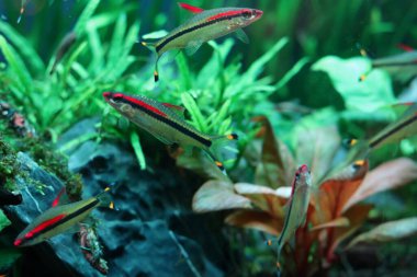 Denison Barb, Denison 'ın iğnesi, Bayan Kerala, kırmızı çizgili torpido dikenli, ya da roseline köpekbalığı, Hindistan' ın batısındaki Ghat Nehri 'nin hızlı akan tepe akıntılarına ve nehirlerine özgü nesli tükenmekte olan bir Cyprinid balık türüdür..