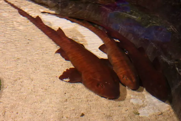 İki hemşire köpekbalığı bir akvaryumun kumlu tabanında yatıyor, bir kaya tarafından kısmen gölgeleniyor. Pürüzsüz, kırmızımsı kahverengi vücutları var, birbirlerine yakın konumdalar..