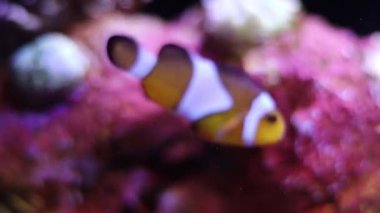 Pembe ve mor mercanların yanında yüzen bir palyaço balığı (Amphiprioninae). Beyaz çizgili turuncu gövdesi, renkli resif arkaplanıyla çok güzel zıtlaşıyor..