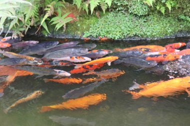 Turuncu, kırmızı, beyaz ve siyah tonlarında canlı koi balıklarıyla dolu bir gölet. Su, balıkları ve çevresindeki yeşillikleri yansıtıyor. Huzurlu ve doğal bir manzara yaratıyor.