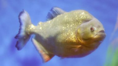 Mavi arka planı olan bir akvaryumdaki pirananın yakın çekimi. Balıkların keskin özelliklerini ve etobur bir tatlı su yırtıcısı olarak ününü gösteriyor..