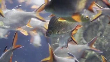 Gümüş dikenli balık diğer tatlı su balıklarının yanında yüzüyor. Görüntü balık sürülerinin dokusunu ve sosyal davranışlarını vurguluyor.