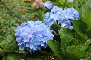 Çiçek açan mavi ortanca (Hydrangea makrophylla) çiçeği yemyeşil bir bahçe ortamında. Canlı yeşil yapraklar ve diğer çiçekli bitkilerle çevrelenmiş mavi ortanca yaprakları karmaşık dokular ve yumuşak pastel renkler sergiler..