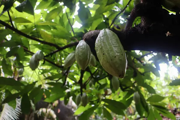 Munnar Çay Çiftliği Manzarası. Hindistan 'ın Kerala kentindeki Munnars çay tarlalarının kayan tepelerinin manzarası. Resim, kompozisyona derinlik katan tek bir ağaç ile yemyeşil teraslı yamaçları vurgular