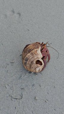 Kumlu sahilde koruyucu kabuğunu eve taşıyan bir keşiş yengeci. Münzevi yengeçler Andaman sahillerinde yaygındır. Çoğunlukla yiyecek ya da daha büyük bir kabuk bulmak için kumda dolaşırlar..