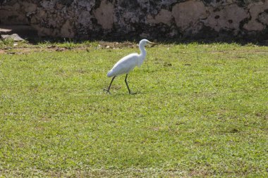 Yeşil çimenlikteki güzel tropikal kuş