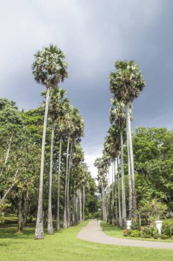 Kandy, Sri Lanka 'daki Kraliyet Botanik Bahçesi' nin güzel manzarası