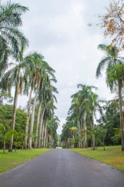 Kandy, Sri Lanka 'daki Kraliyet Botanik Bahçesi' nin güzel manzarası
