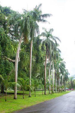 Kandy, Sri Lanka 'daki Kraliyet Botanik Bahçesi' nin güzel manzarası