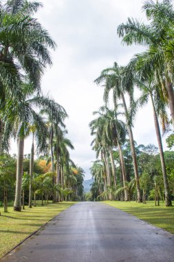 Kandy, Sri Lanka 'daki Kraliyet Botanik Bahçesi' nin güzel manzarası
