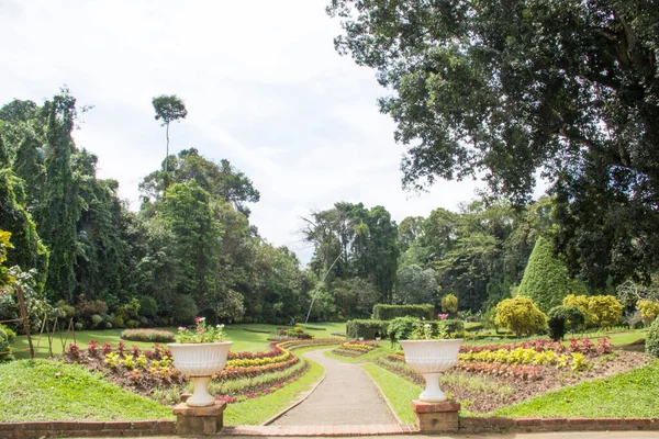 Прекрасний Вид Королівського Ботанічного Саду Канді Шрі Ланка — стокове фото