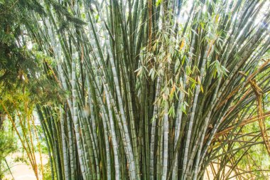 Kandy, Sri Lanka 'daki Kraliyet Botanik Bahçesi' nin güzel manzarası