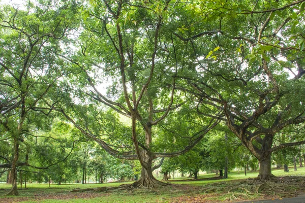 Прекрасний Вид Королівського Ботанічного Саду Канді Шрі Ланка — стокове фото
