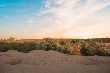 Mısır 'ın Siwa Oasis kentindeki Gebel al-Mawta' dan güzel bir hurma korusu manzarası.