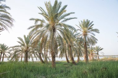 Siwa Oasis, Mısır 'daki Fatnas Adası' nın güzel manzarası