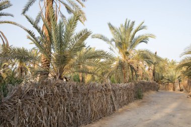 Siwa Oasis, Mısır 'daki Fatnas Adası' nın güzel manzarası