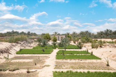 Siwa Oasis, Mısır 'daki güzel çöl manzarası