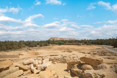 Mısır 'ın Siwa Oasis kentindeki Gebel al-Mawta' dan güzel bir hurma korusu manzarası.