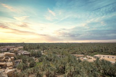 Mısır 'ın Siwa Oasis kentindeki Gebel al-Mawta' dan güzel bir hurma korusu manzarası.