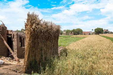 Mısır 'ın Kahire yakınlarındaki geleneksel Mısır köyü