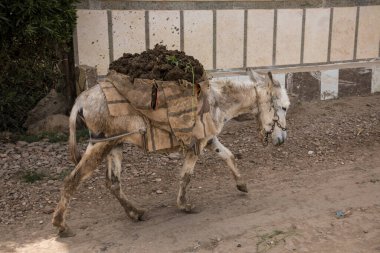 Mısır 'ın Kahire yakınlarındaki geleneksel bir Mısır köyünde eşek.