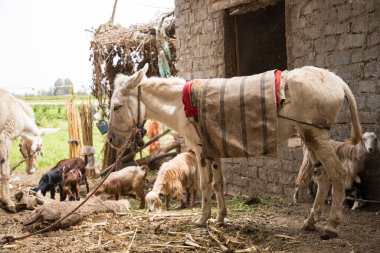Mısır 'ın Kahire yakınlarındaki geleneksel bir Mısır köyünde eşek.
