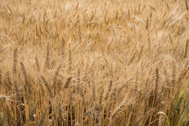 güzel buğday tarlası manzarası 