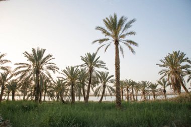 Siwa Oasis, Mısır 'daki Fatnas Adası' nın güzel manzarası