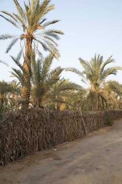 Siwa Oasis, Mısır 'daki Fatnas Adası' nın güzel manzarası