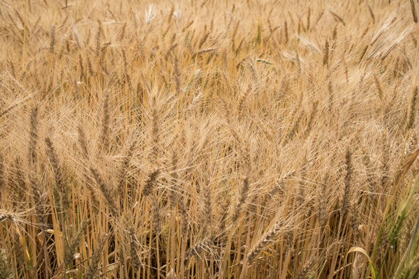 Beautiful view of wheat field 