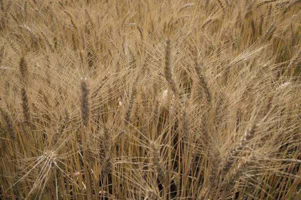 Schöner Blick Auf Das Weizenfeld — Stockfoto