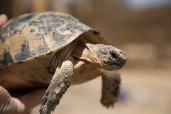 stock image Beautiful view of a turtle