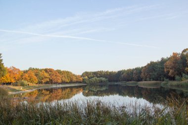 Sonbahar ormanının güzel manzarası