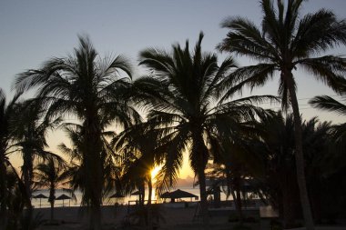Tropik bir sahilde palmiye ağaçlarının güzel manzarası