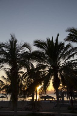 Tropik bir sahilde palmiye ağaçlarının güzel manzarası