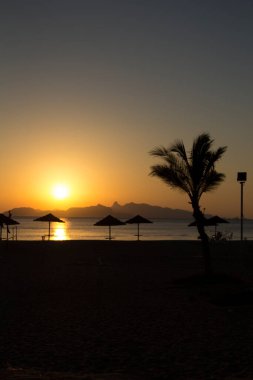 Tropik bir sahilde palmiye ağaçlarının güzel manzarası