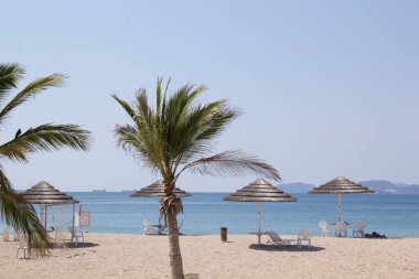 Tropik bir sahilde palmiye ağaçlarının güzel manzarası