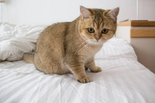 Красивая Породистая Кошка Британская Золотая Шиншилла — стоковое фото