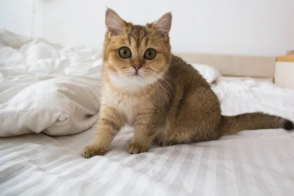Krásná Kočka Plemene Britská Zlatá Chinchilla — Stock fotografie