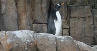 Montreal Biyodome 'da Penguenler