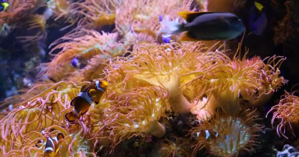 Прекрасный Вид Подводный Мир — стоковое видео