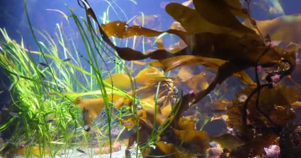 Прекрасний Вид Підводний Світ — стокове відео