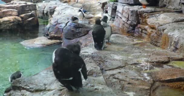เพนกว นในมอนทร ออลไบโอโดม — วีดีโอสต็อก