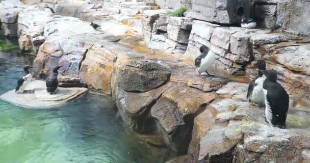 Tučňáci Montrealu Biodome — Stock video